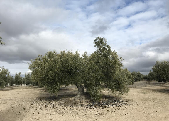 Un olivar de Jaén.
